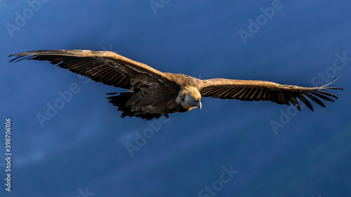 griffon vulture in the Drôme sky, France