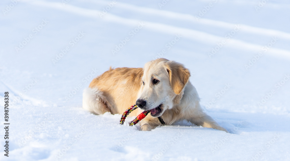 Lovely young retriever dog lying on sparkling snow with toy ring Lovely young retriever dog lying on sparkling snow with toy ring