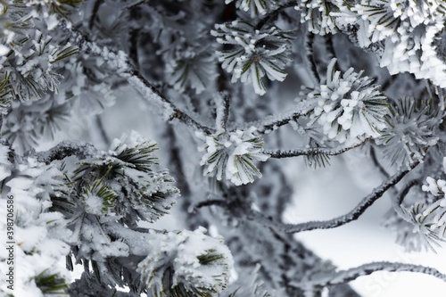 Tree branch covered by pure snow © Sved Oliver