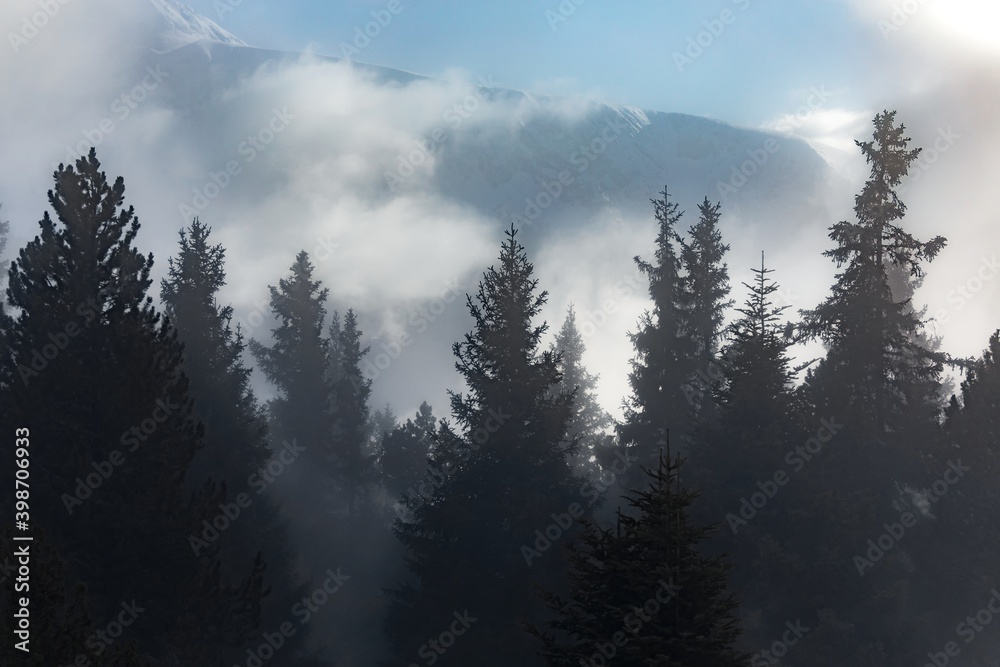 Mist covered trees in the mountains