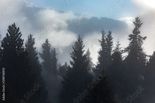 Mist covered trees in the mountains