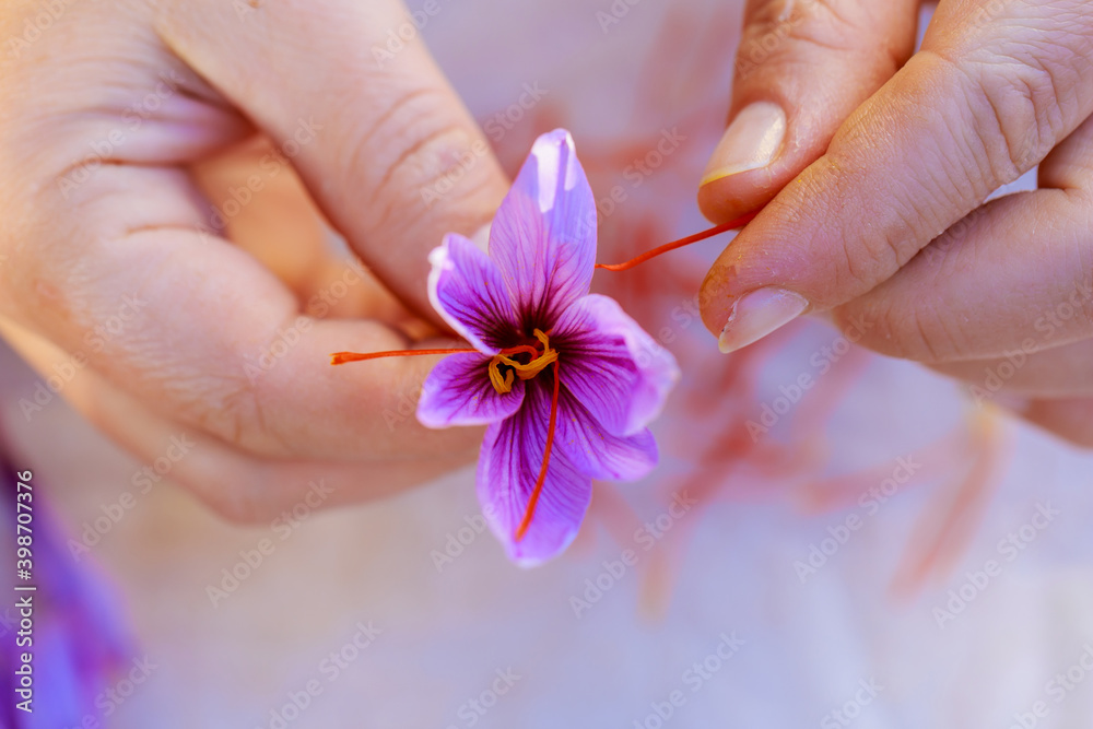 Fototapeta premium Process of separating the saffron threads from the rest of the flower.
