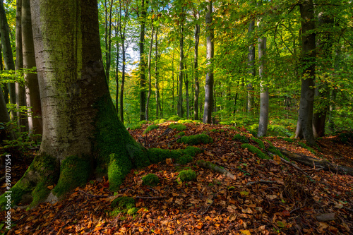European deciduous forest in autumn