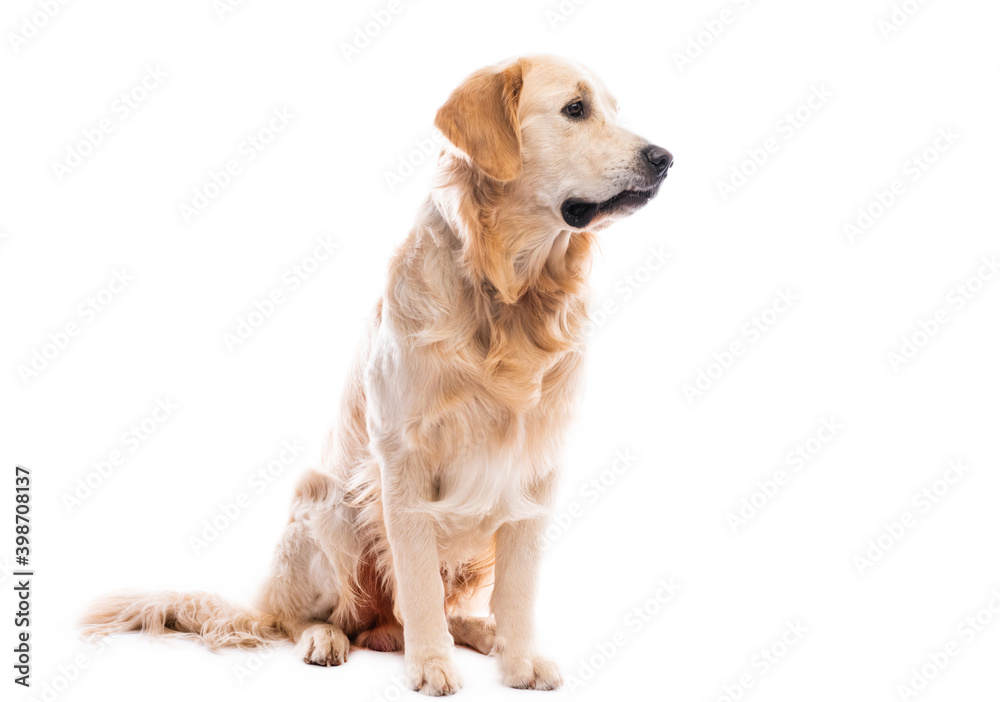 Golden retriever dog sitting looking sideways isolated on white background