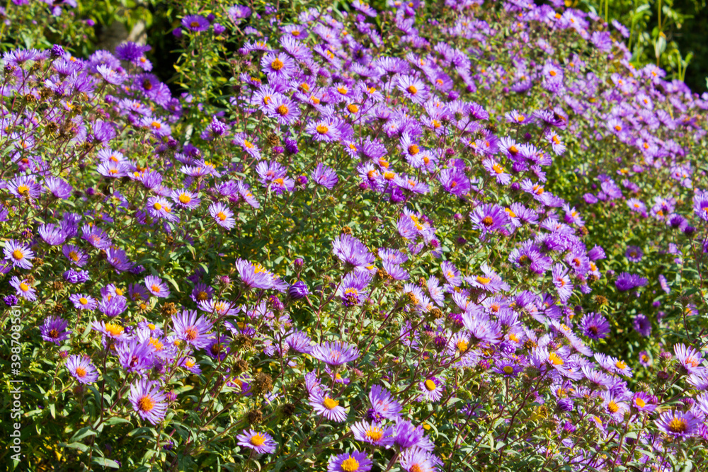 Die neubelgische Aster wird auch Neubelgien-Herbstaster oder Glattblatt-Aster genannt.