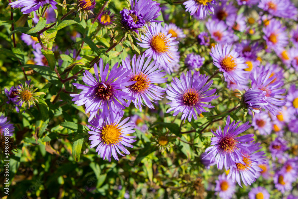 Die neubelgische Aster wird auch Neubelgien-Herbstaster oder Glattblatt-Aster genannt. Die neubelgische Aster wird auch Neubelgien-Herbstaster oder Glattblatt-Aster genannt.