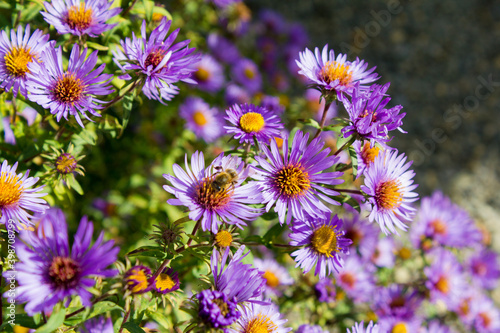 Die neubelgische Aster wird auch Neubelgien-Herbstaster oder Glattblatt-Aster genannt.