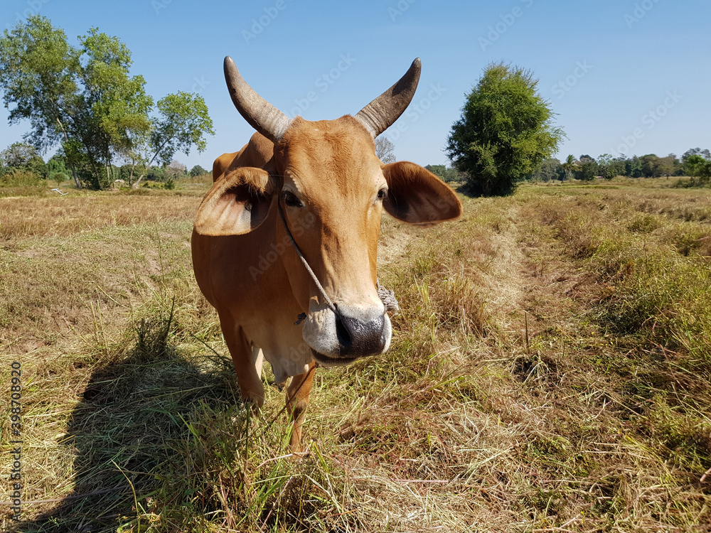 A cow eating grass in the field With various gestures A cow eating grass in the field With various gestures
