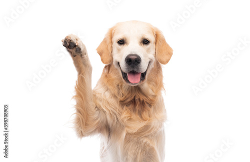 Fotografiet Golden retriever dog with paw up isolated on a white background