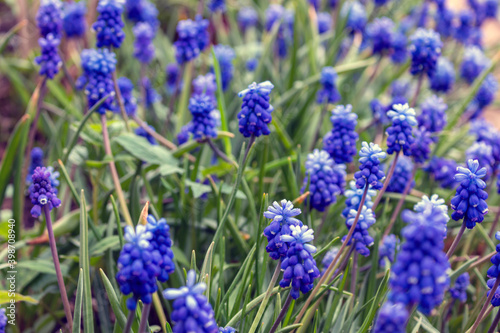 Fototapeta Naklejka Na Ścianę i Meble -  Muscari is one of a number of species and genera known as grape hyacinth, in this case Armenian grape hyacinth or garden grape-hyacinth.