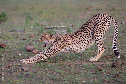 Cheetah (Acinonyx jubatus) stretching and yawning in the late afternoon in Mashatu Game Reserve in the Tuli Block in Botswana