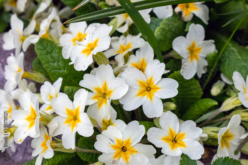 Primula is a genus of mainly herbaceous flowering plants in the family Primulaceae.