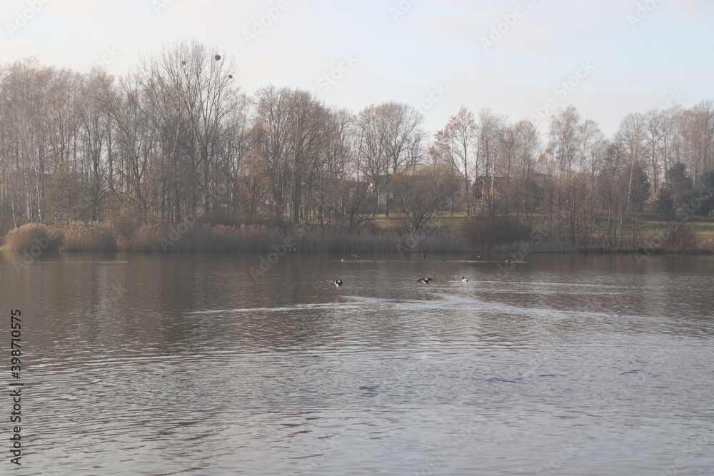 ducks in the lake ducks in the lake