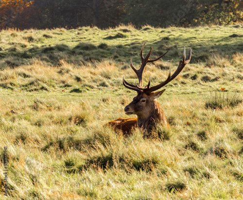 Large male deer stag at Tatton park  Knutsford  Cheshire  UK