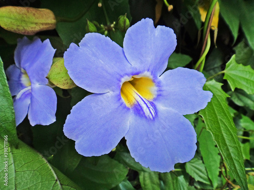 Blue trumpet vine  Thunbergia grandiflora 