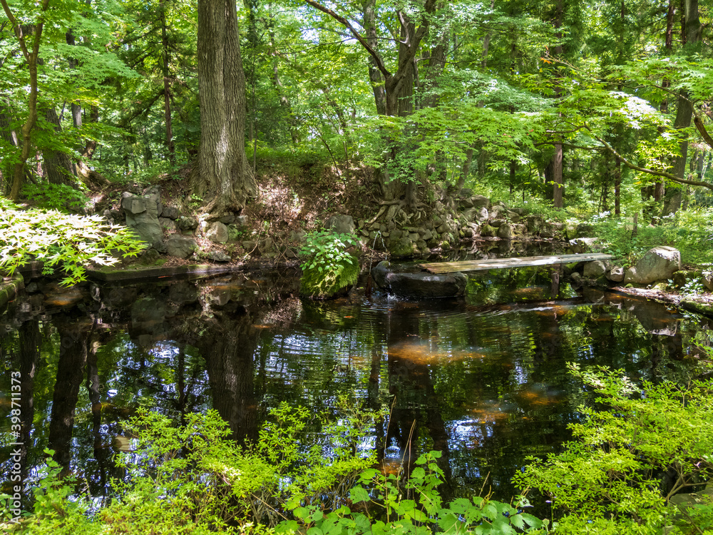 森の池