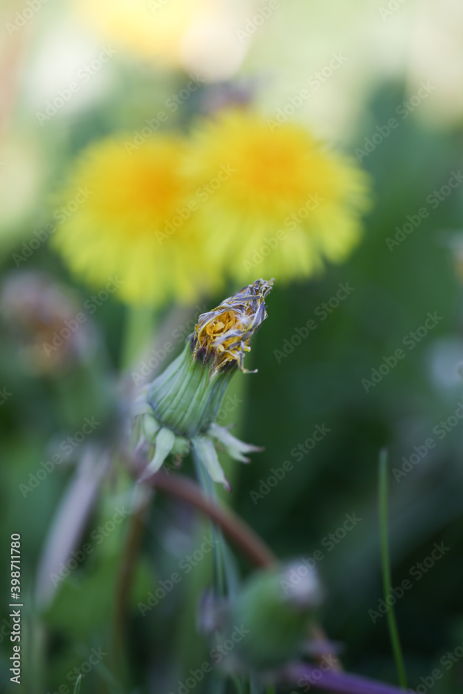 Löwenzahnknospen in der Wiese Löwenzahnknospen in der Wiese