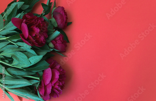 Red pink peonies flowers lies on a red pink table background photo