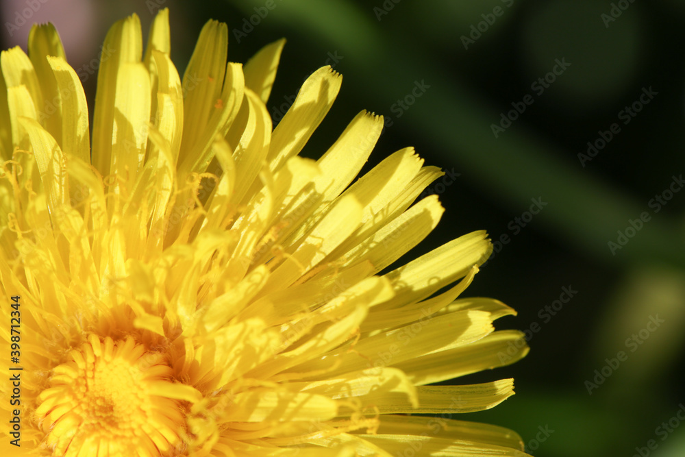 Löwenzahn Blüte nah Löwenzahn Blüte nah