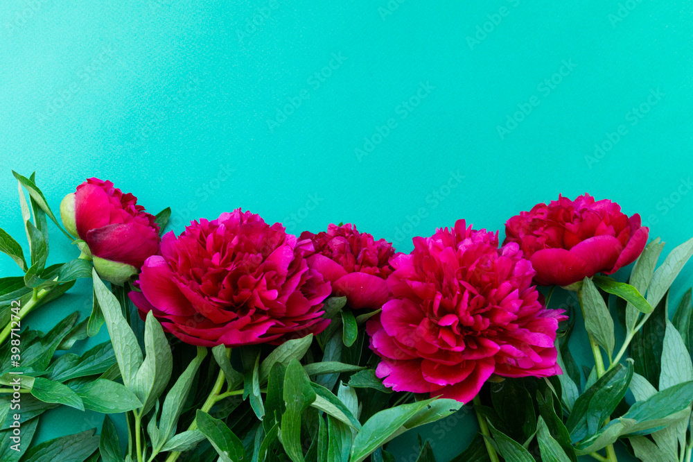 Red pink peonies flowers lies on a green background Red pink peonies flowers lies on a green background