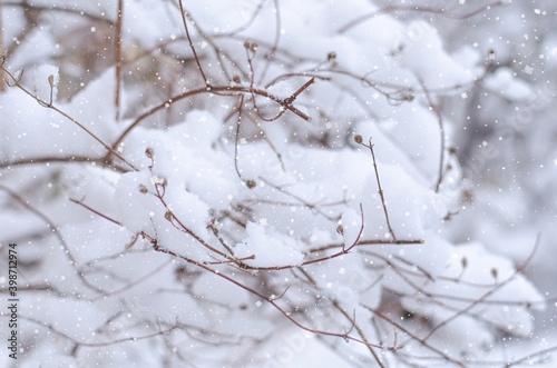 Dry grass and branches of shrubs covered with snow in the Park. Winter and new year's concert. Texture of falling snow. Close up with place for text.