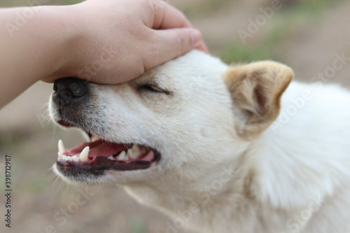 white dog in hand © Sook