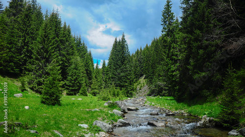 Latorita river flowing downhill through an alpine grassland. Cloudy day in Capatanii Mountains. Fir trees complete the scenery. 
