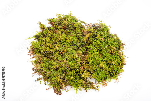 Green moss on white background