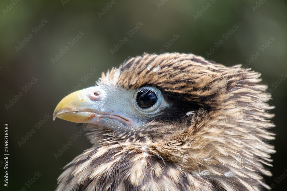 close up of a eagle close up of a eagle