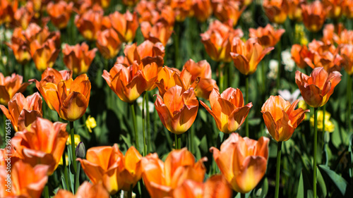 Colorful field of orange, red tulip flowers blossom.