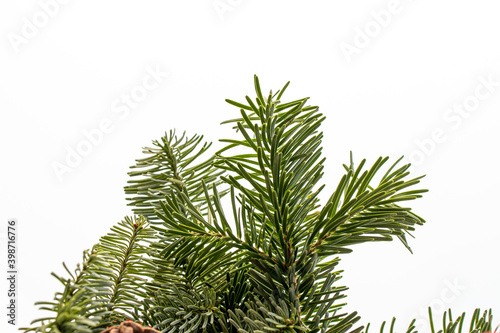 green natural pine branches of a christmas tree on a white background close-up