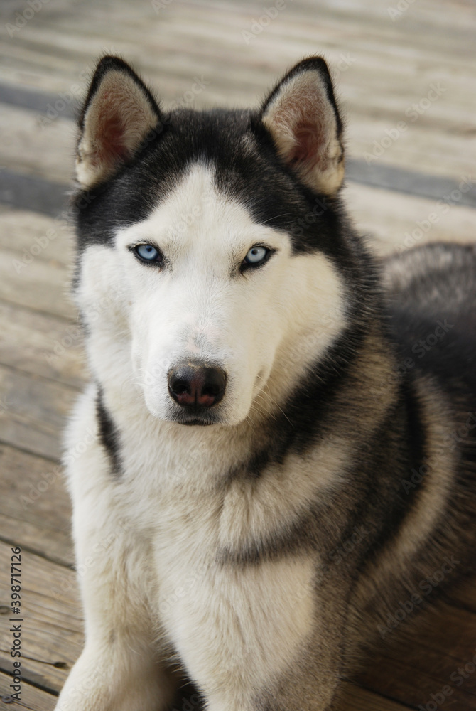 Vertical portrait of a siberian husky dog with two bright, blue eyes. Vertical portrait of a siberian husky dog with two bright, blue eyes.