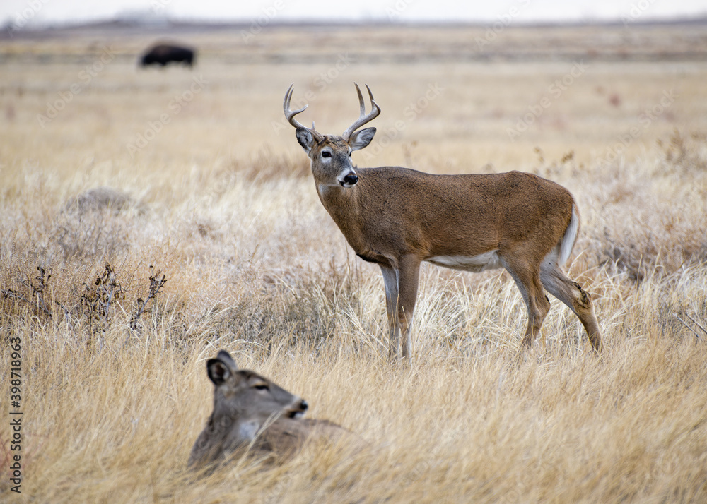 Colorado Wildlife. Wild Deer on the High Plains of Colorado Colorado Wildlife. Wild Deer on the High Plains of Colorado