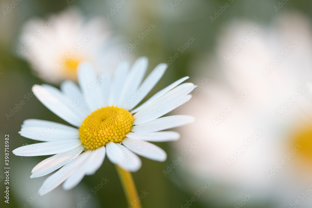 Margarithe Margarithe