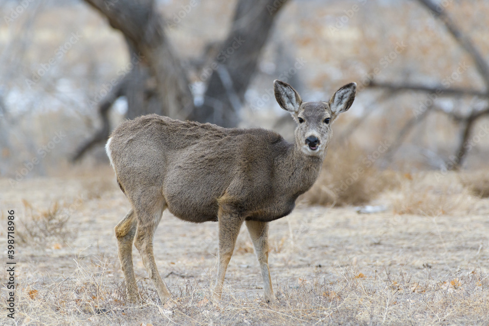 Colorado Wildlife. Wild Deer on the High Plains of Colorado Colorado Wildlife. Wild Deer on the High Plains of Colorado