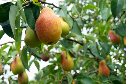Ripe pear on the tree with green foliage. High quality photo