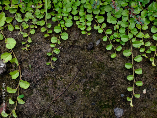 green creeping jenny on the ground