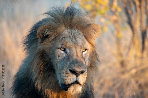 Male lion  Panthera leo  in golden morning light in the Timbavati Reserve  South Africa