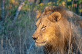Male lion (Panthera leo) in golden morning light in the Timbavati Reserve, South Africa