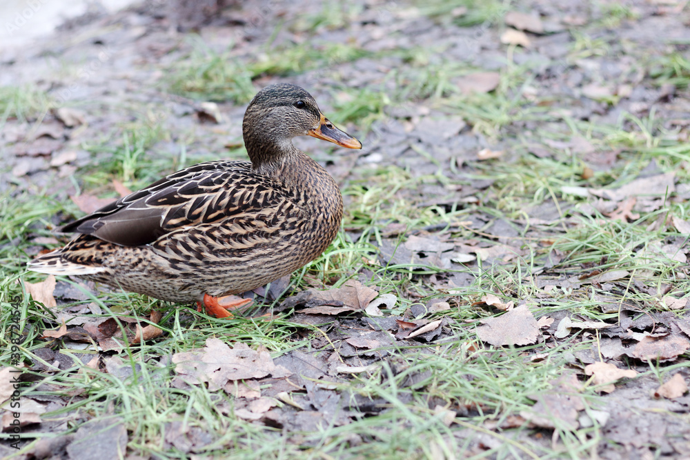 Wild duck sitting on autumn ground. Mallard duck (Anas platyrhynchos) in the wild. Wild duck sitting on autumn ground. Mallard duck (Anas platyrhynchos) in the wild.