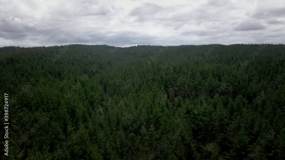 Aerial flying forward over a pine tree forest, cloudy sky Aerial flying forward over a pine tree forest, cloudy sky