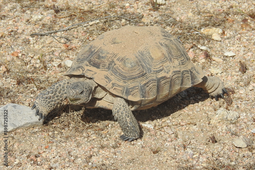 Desert Tortoise, Mojave Desert, California. This amazing reptile emerged from her burrow, ready to eat. She munched on patches of desert grass protruding from the pebbles of sand. Desert Tortoise, Mojave Desert, California. This amazing reptile emerged from her burrow, ready to eat. She munched on patches of desert grass protruding from the pebbles of sand.