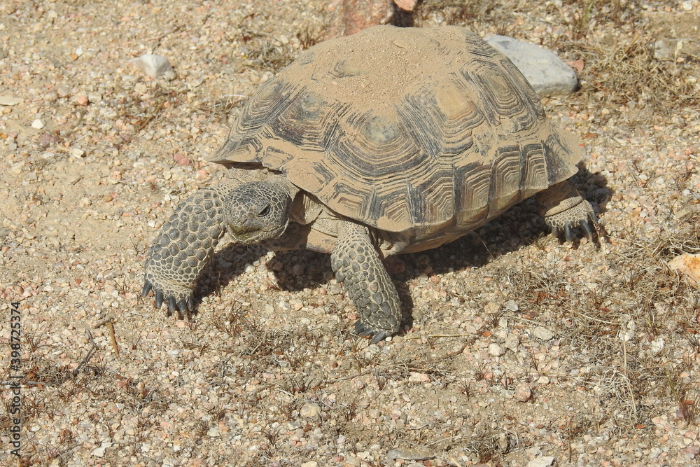 Fototapeta premium Desert Tortoise, Mojave Desert, California. This amazing reptile emerged from her burrow, ready to eat. She munched on patches of desert grass protruding from the pebbles of sand.