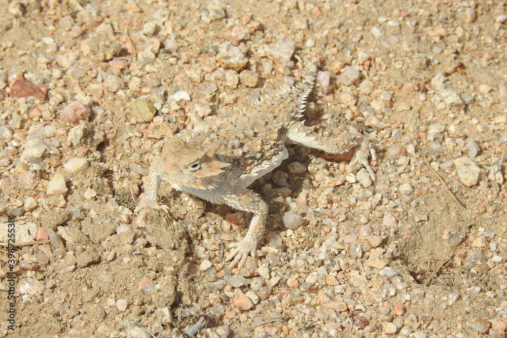 Desert horned lizard camouflaged to match his surroundings, Mojave Desert, California. Desert horned lizard camouflaged to match his surroundings, Mojave Desert, California.