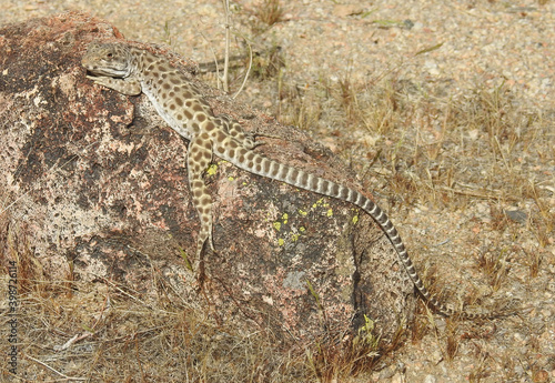 Long-nosed leopard lizard enjoying a sunny day in the Mojave Desert, California. A handsome reptile with vibrant color and spectacular markings.