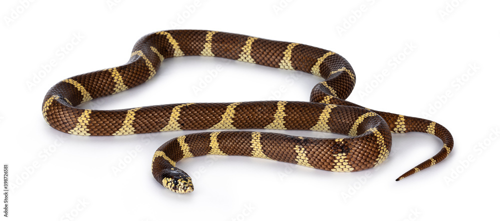 Naklejka premium Adult California kingsnake aka Lampropeltis getula californiae snake, isolated on white background.