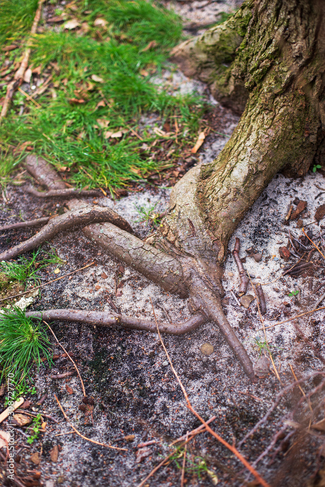 a large and beautiful tree root. a large and beautiful tree root.
