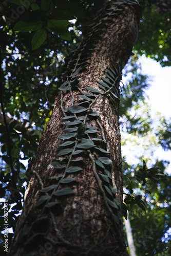 Tropical Vines growing up tree trunk