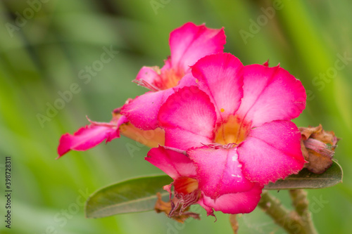 Impala lily