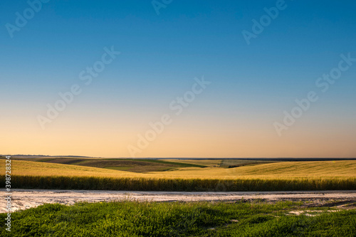 Yellow Field and Beautiful Sunset